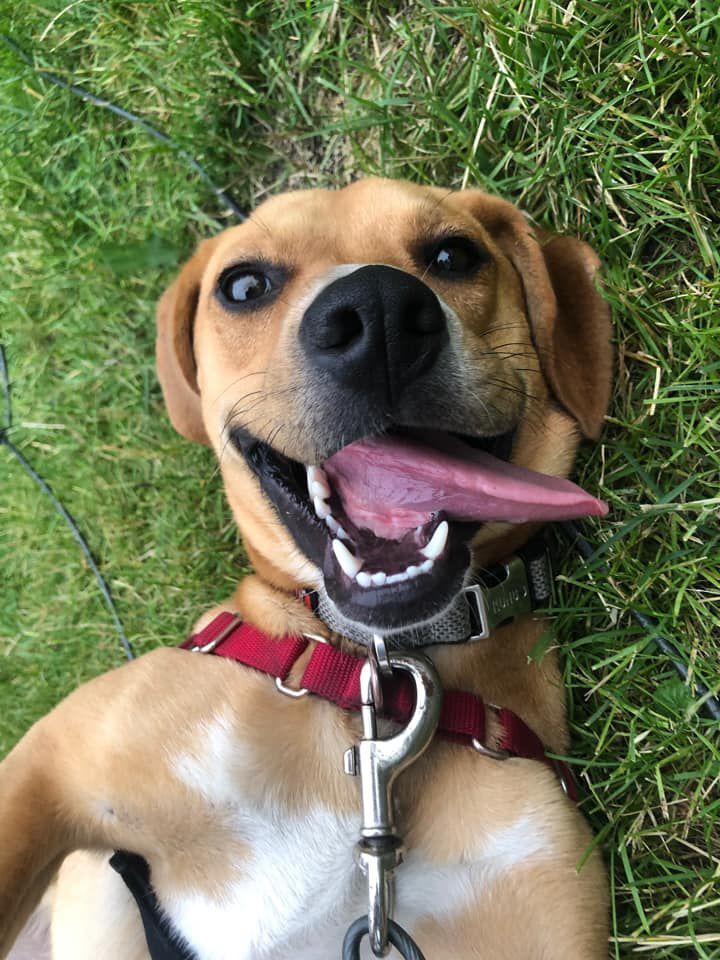 Mitch, submitted by Lindsey Kwitkowski